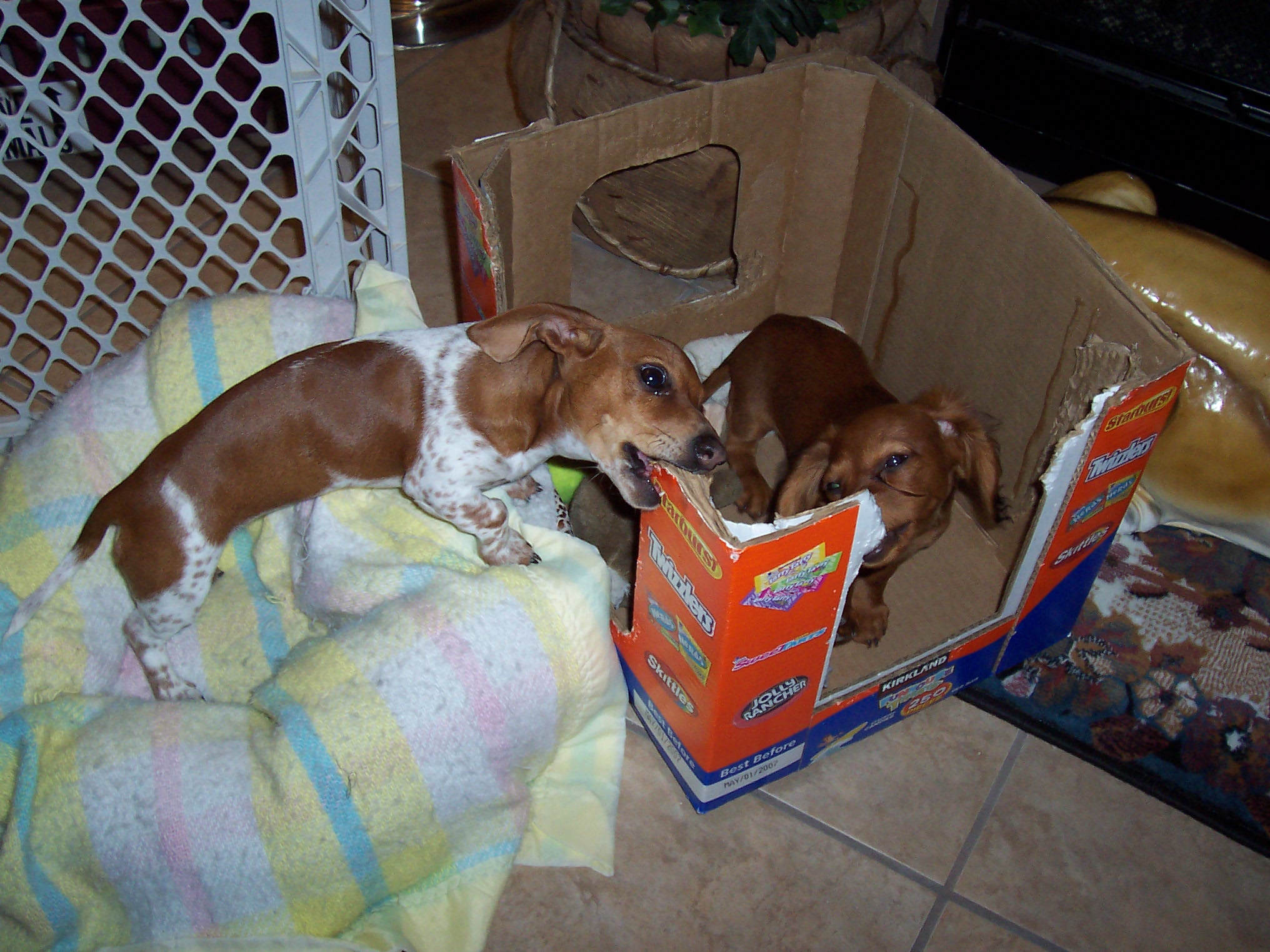 Download DW 12-14-08 - L_P CHEW BOX 122